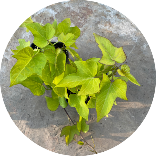 Sweet Potato Vine "Lime Green Leaves"