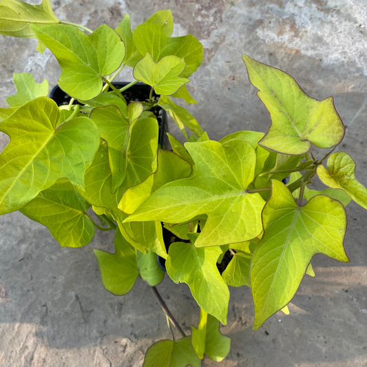 Lime Green Leaves Sweet Potato Vine