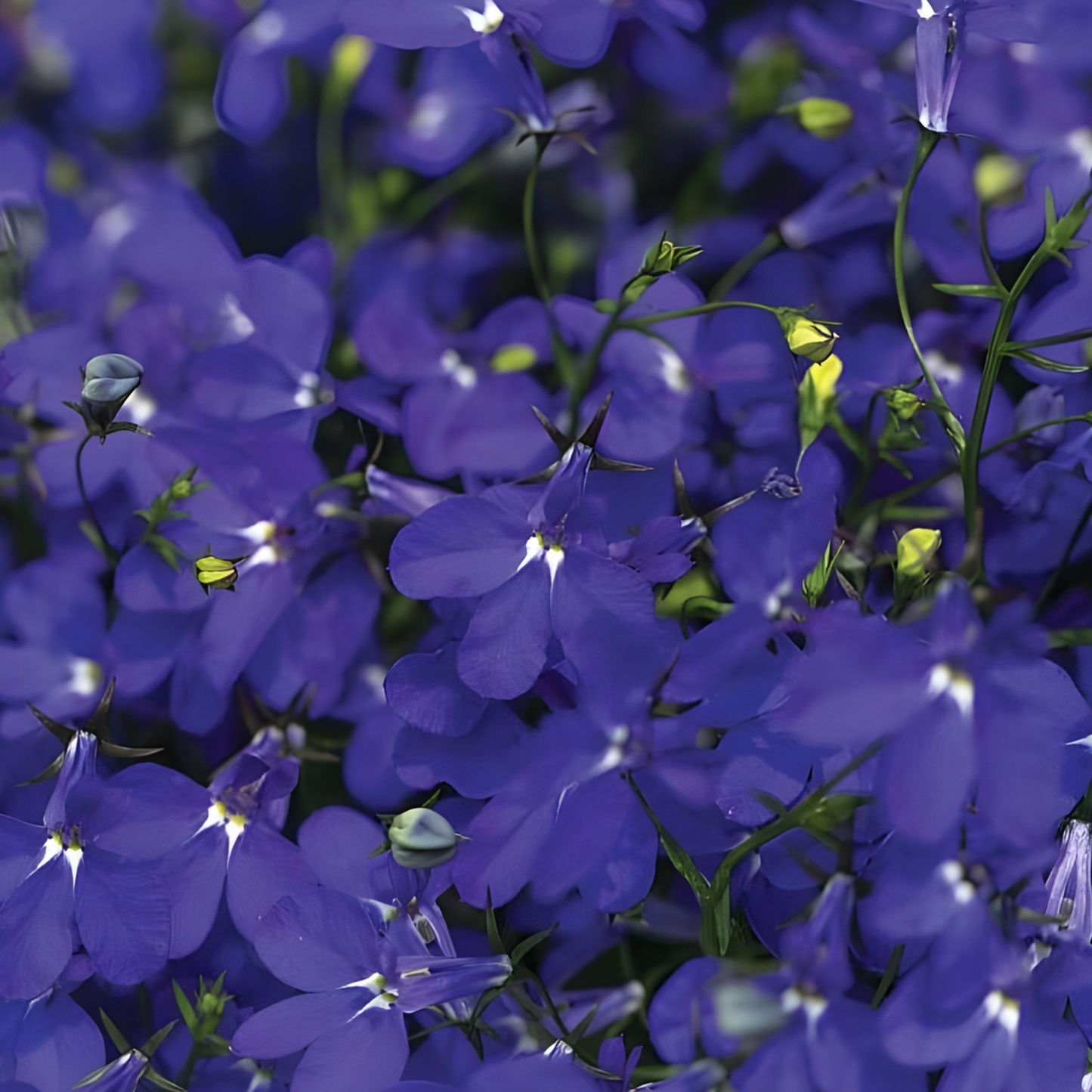 Hot Royal Blue Lobelia
