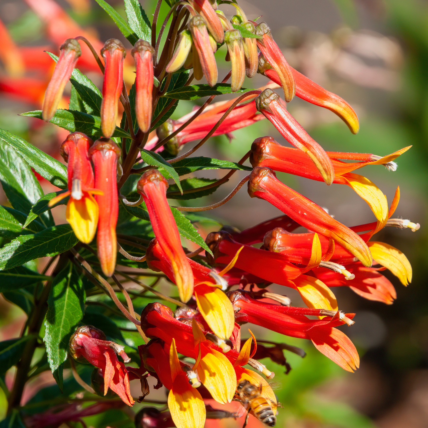 Fire Monthly Flower Box