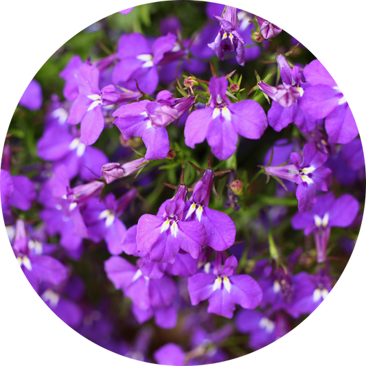 Lobelia "Violet Floral"
