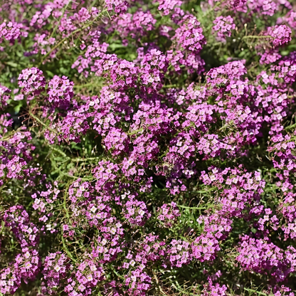 Pretty in Pink Monthly Flower Box