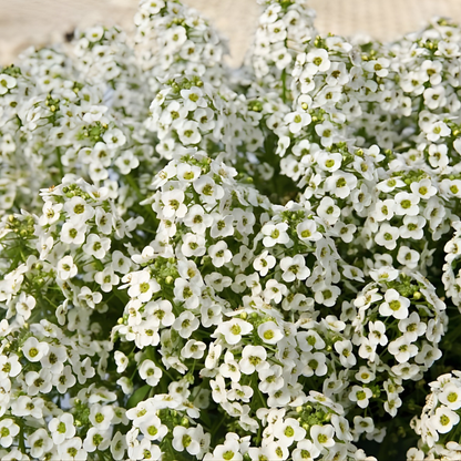 White Sweet Alyssum Hybrida Stream Compact