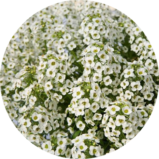 White Sweet Alyssum Hybrida Stream Compact