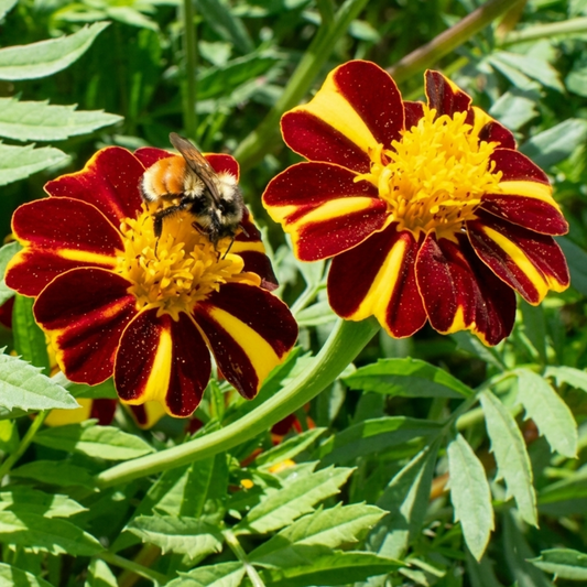 Pinwheel Marigold