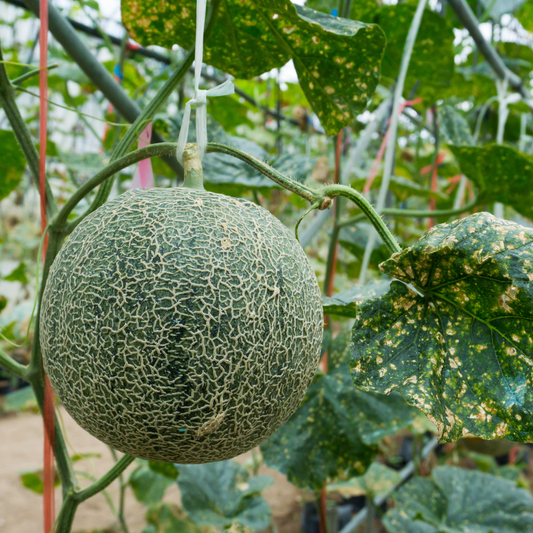 Honey Rock Melon