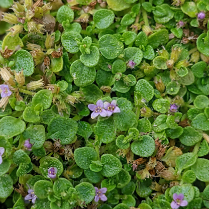 Corsican Mint