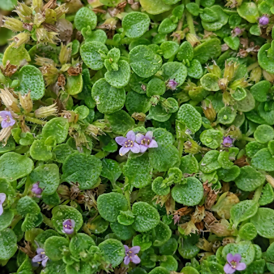 Corsican Mint