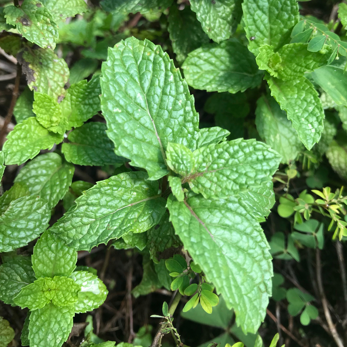 Strawberry Mint