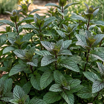 Blackcurrant Mint