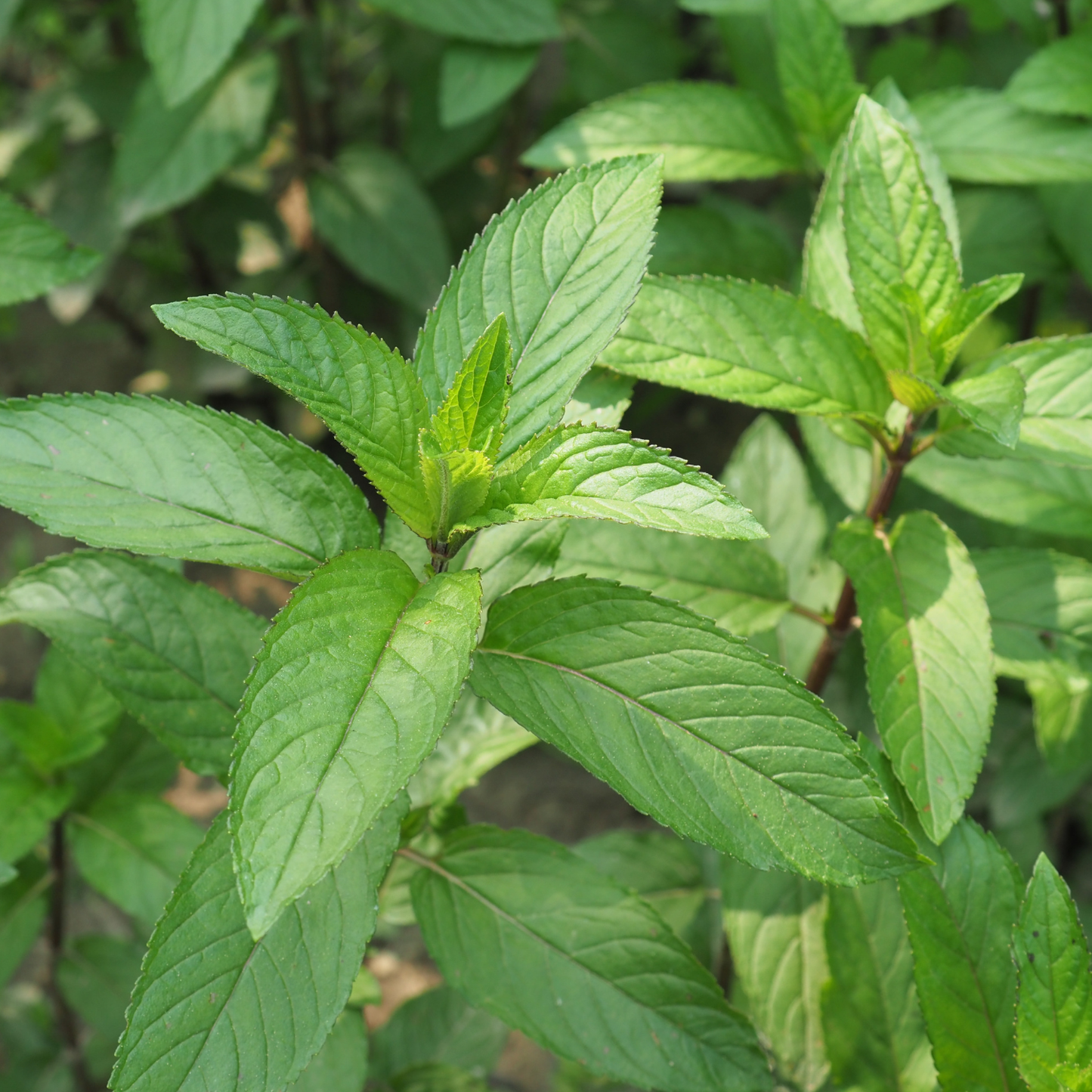 Organic After Eight Chocolate Mint Seedling