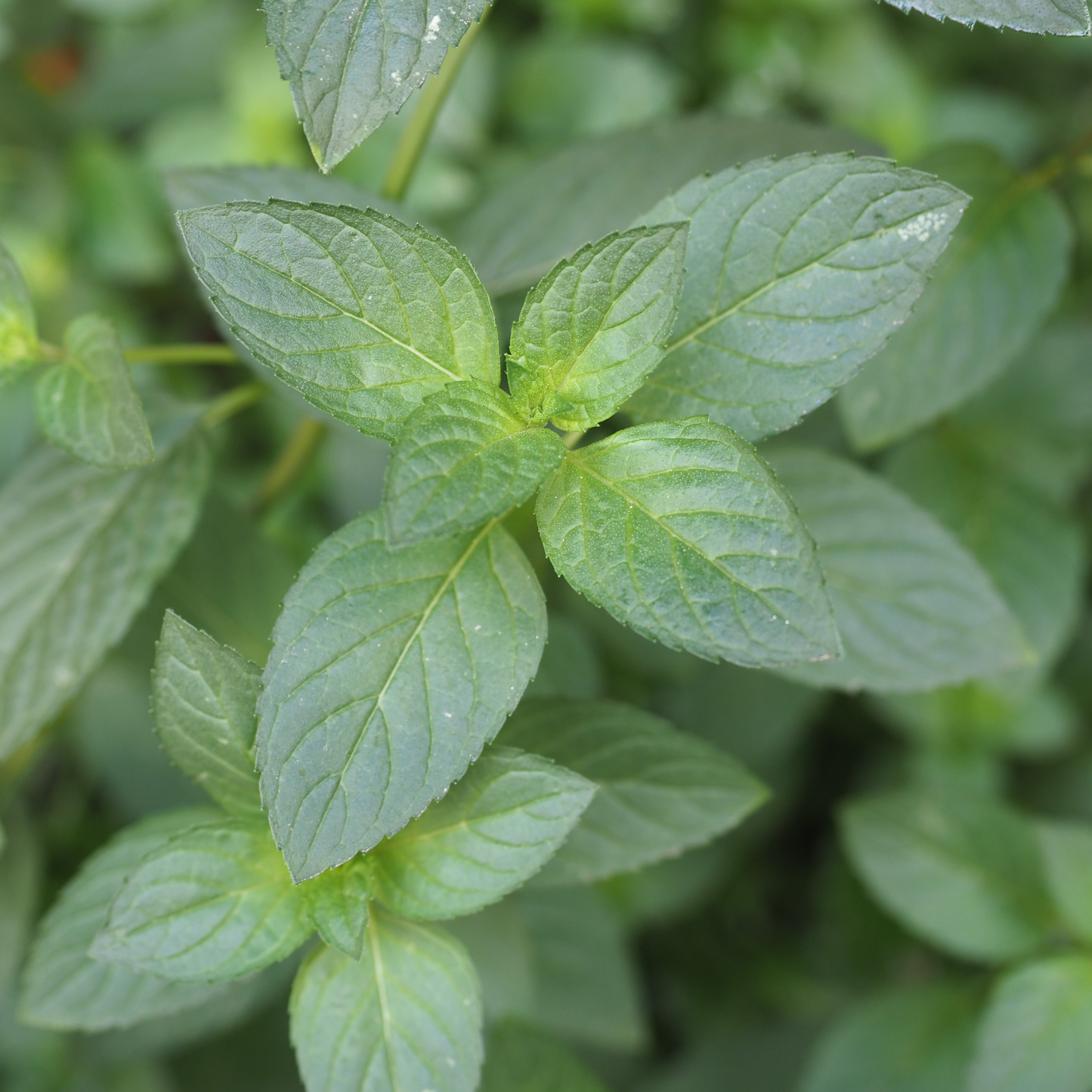 Orange Mint, 4" plant