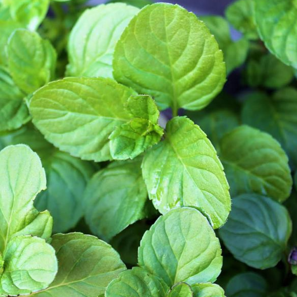 buy mint plant Organic Mojito Mint, 4