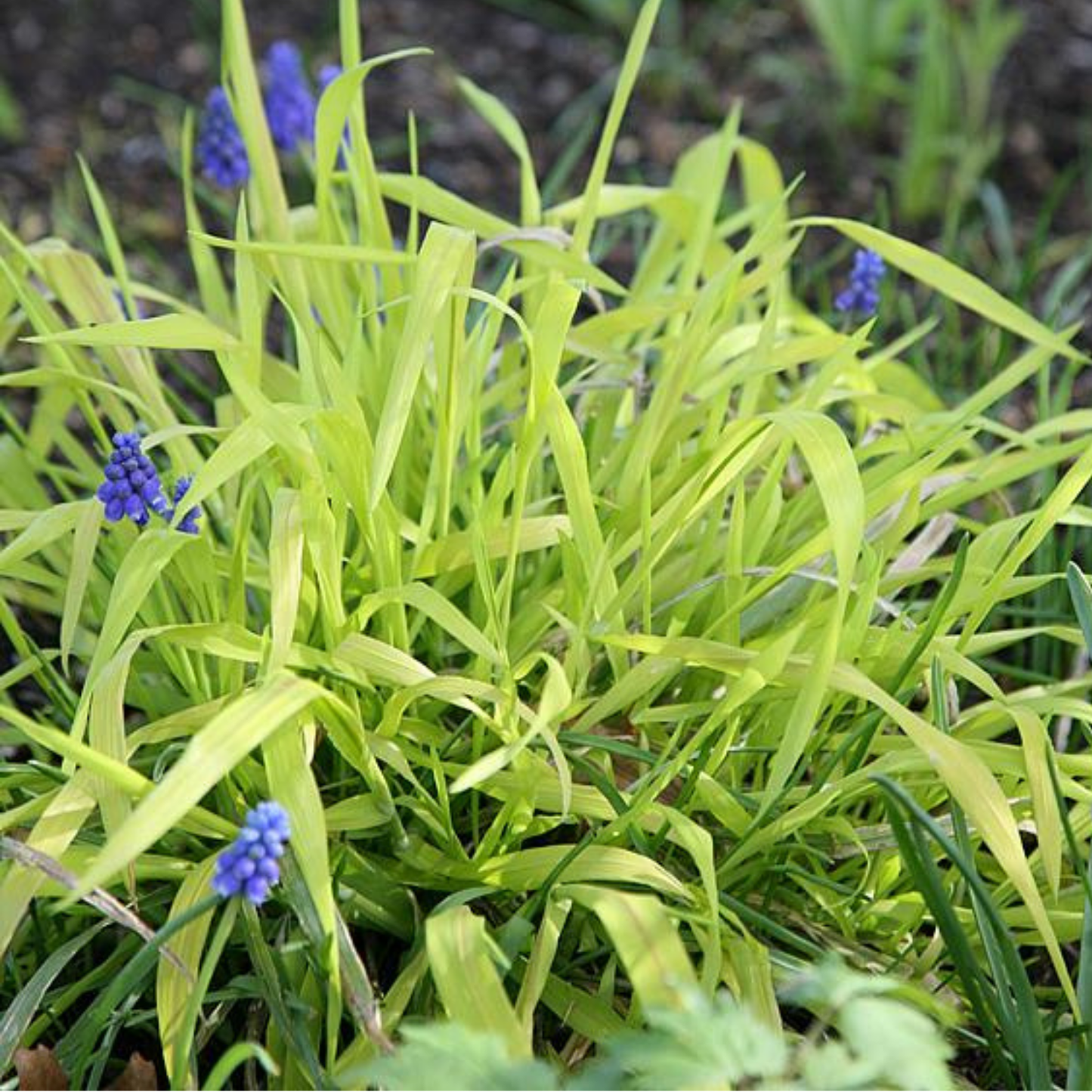 Bowles' Golden Grass