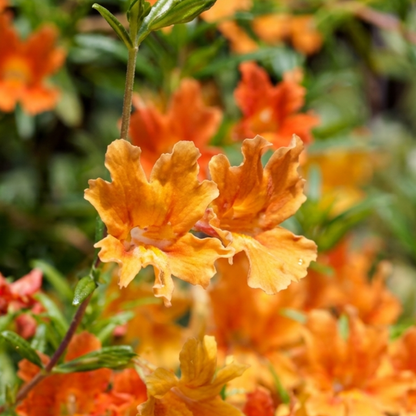 Orange Mai Tai Mimulus