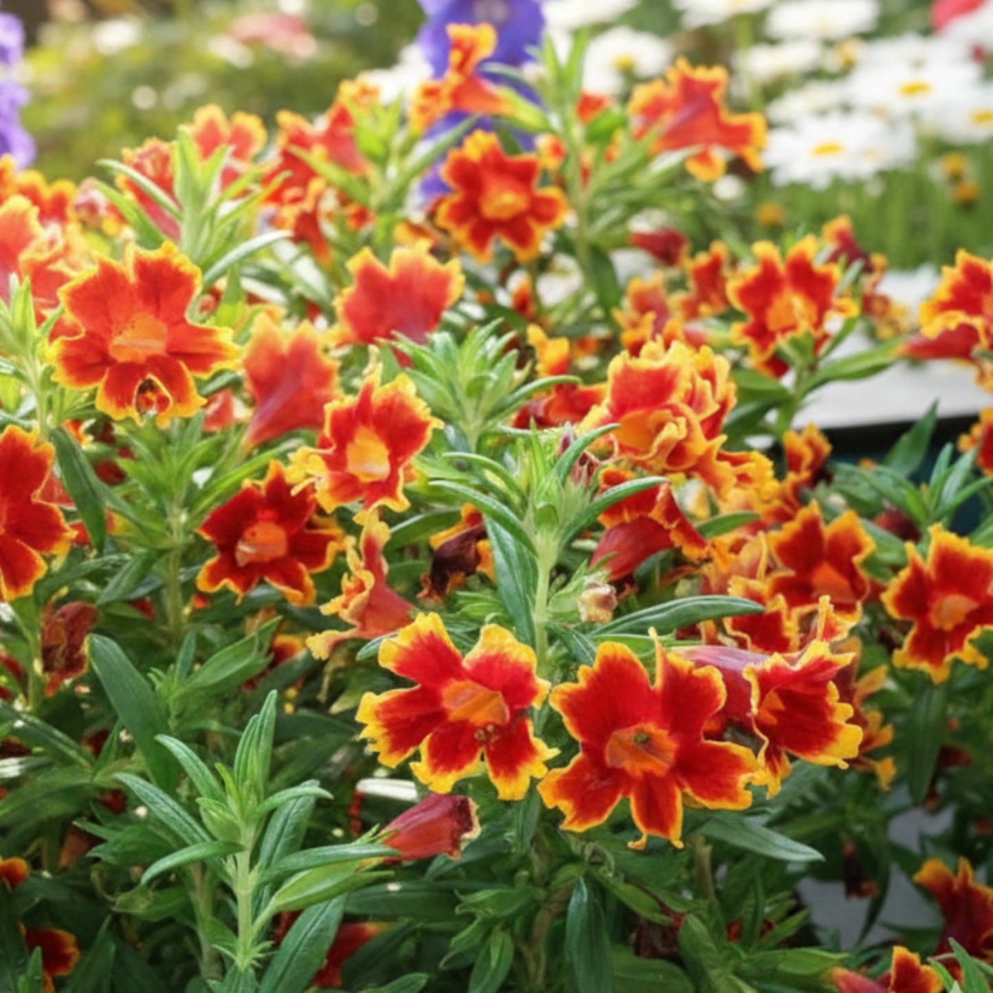 Jelly Bean Fiesta Marigold Monkey Flower