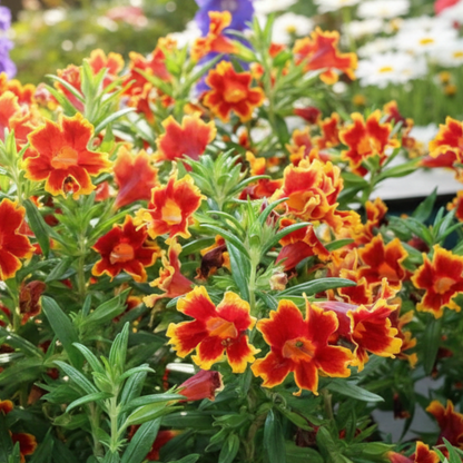 Jelly Bean Fiesta Marigold Monkey Flower