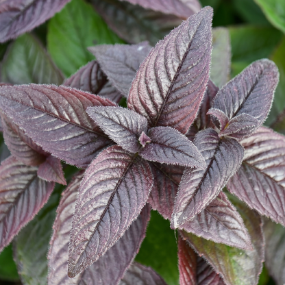 Midnight Oil Monarda