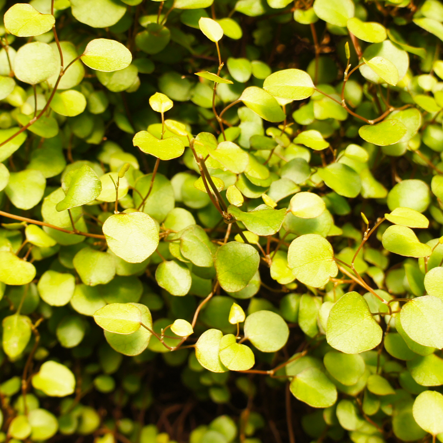 Big Leaf Creeping Wire Vine