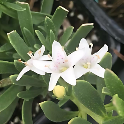 Davis Creeping Myoporum