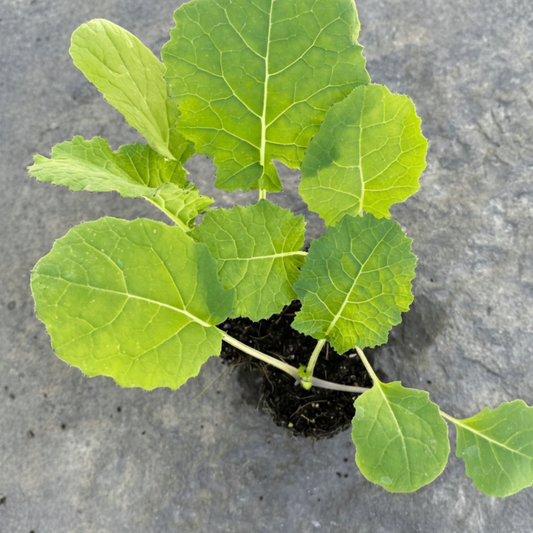 Madeley Kale