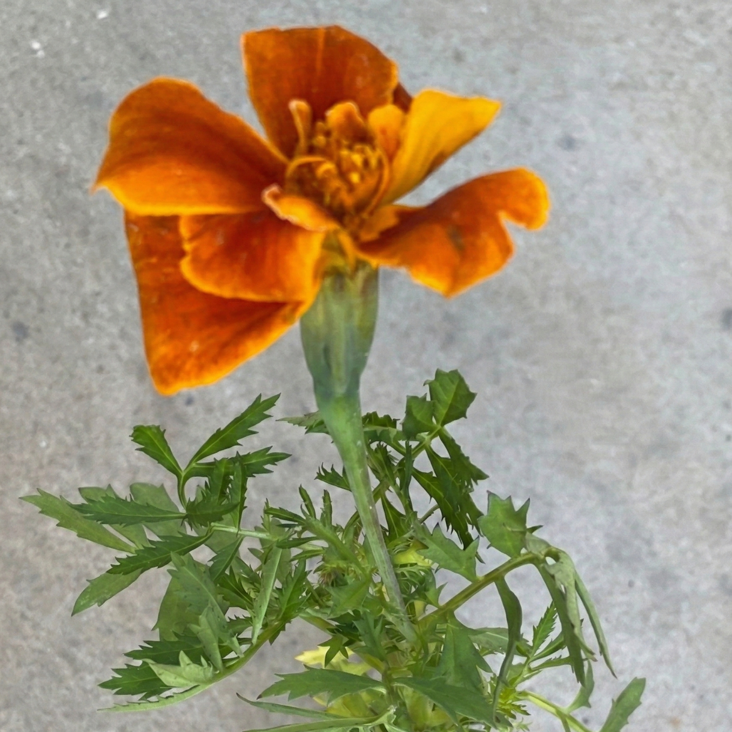 Marigold, 2" plant