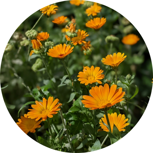 Marigold (4")