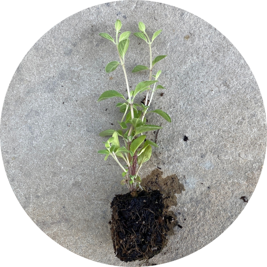 Marjoram