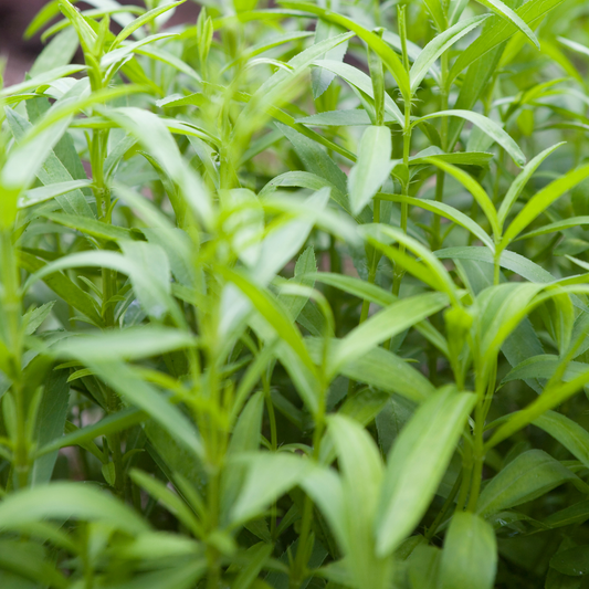 Mexican Tarragon