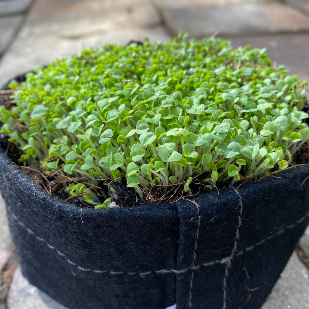 Microgreen Seed Packets