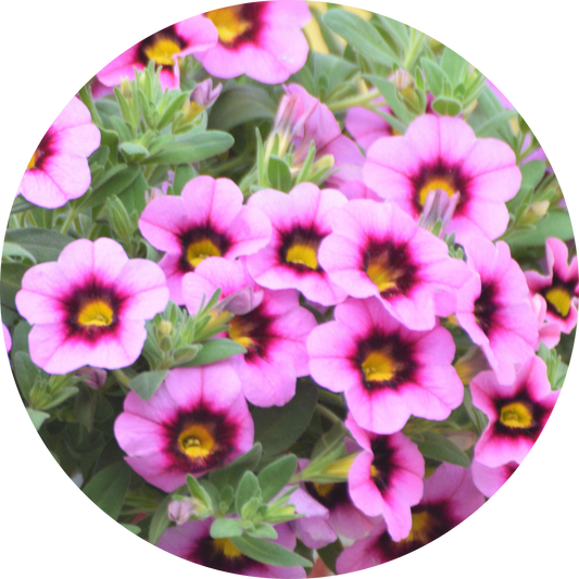Calibrachoa "Pink Floral"