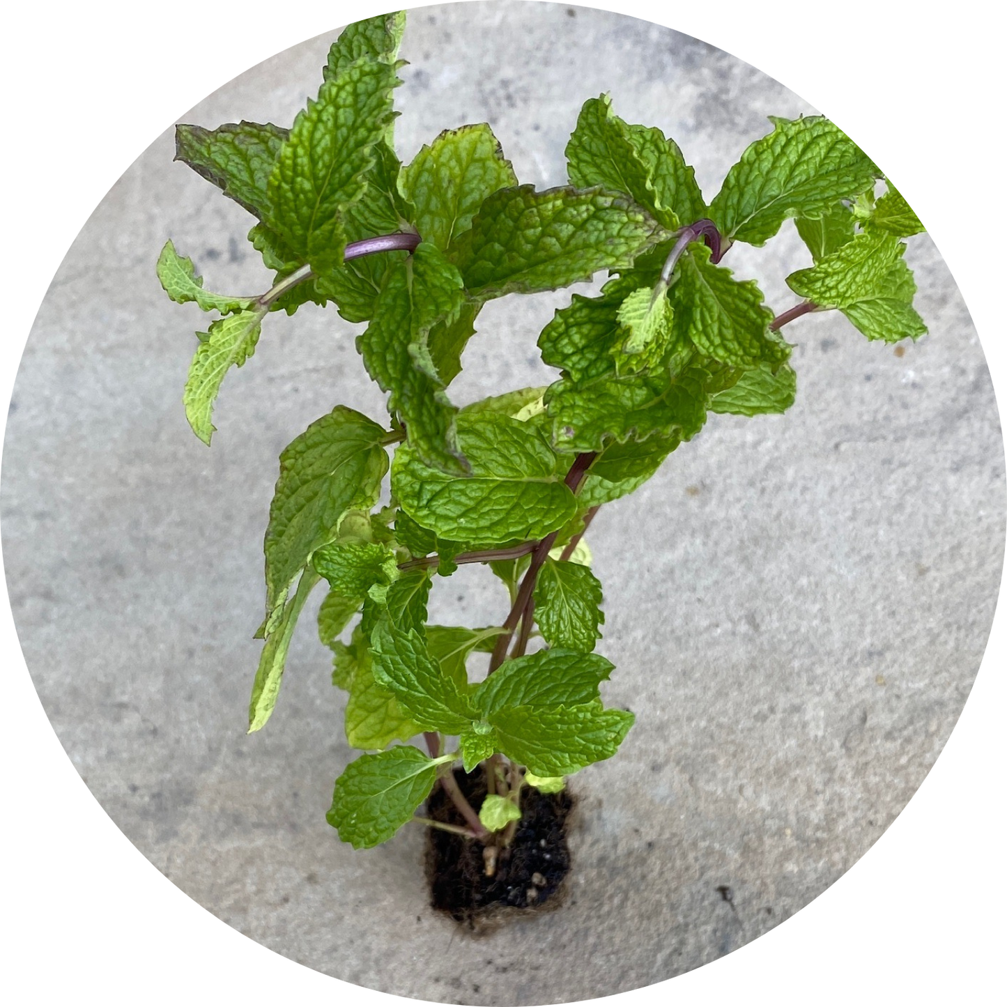 Mojito Mint