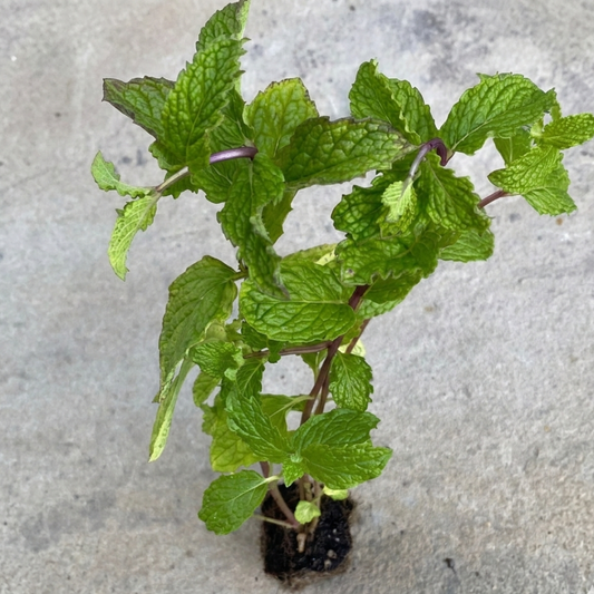 Mojito Mint, 2" plant
