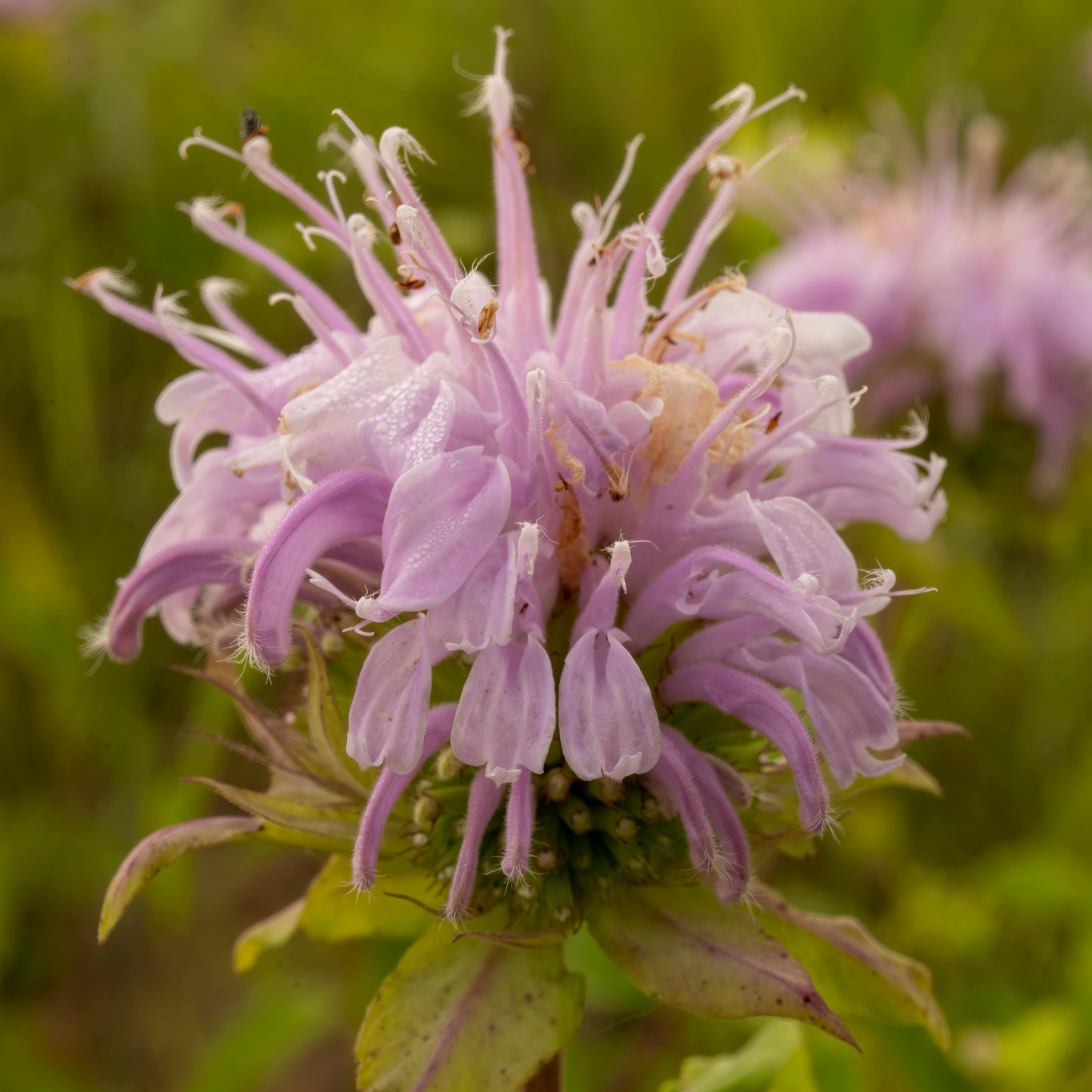 Wild Bergamot