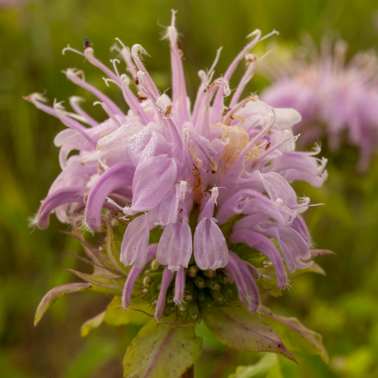 Wild Bergamot
