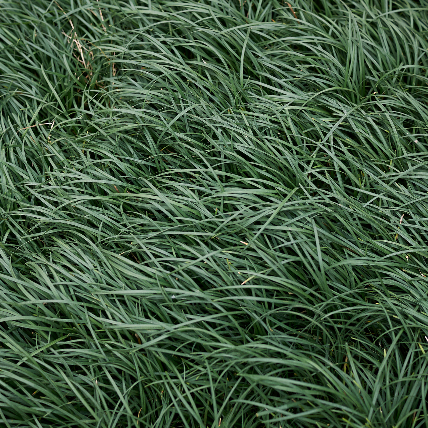Mondo Grass