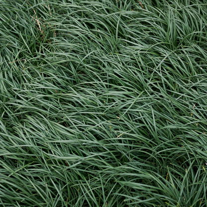Mondo Grass