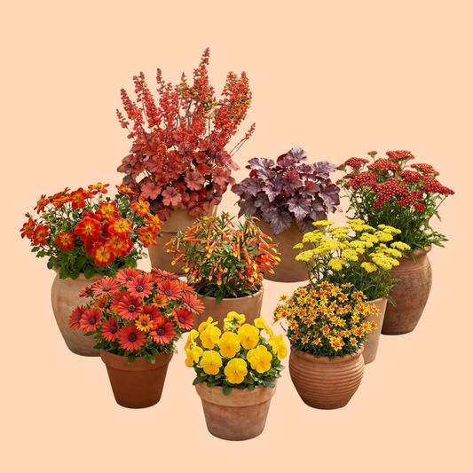 Fire Monthly Flower Box