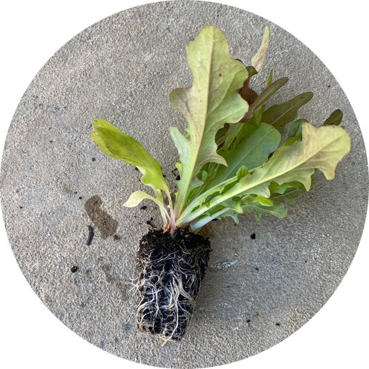 Morgana Leaf Lettuce