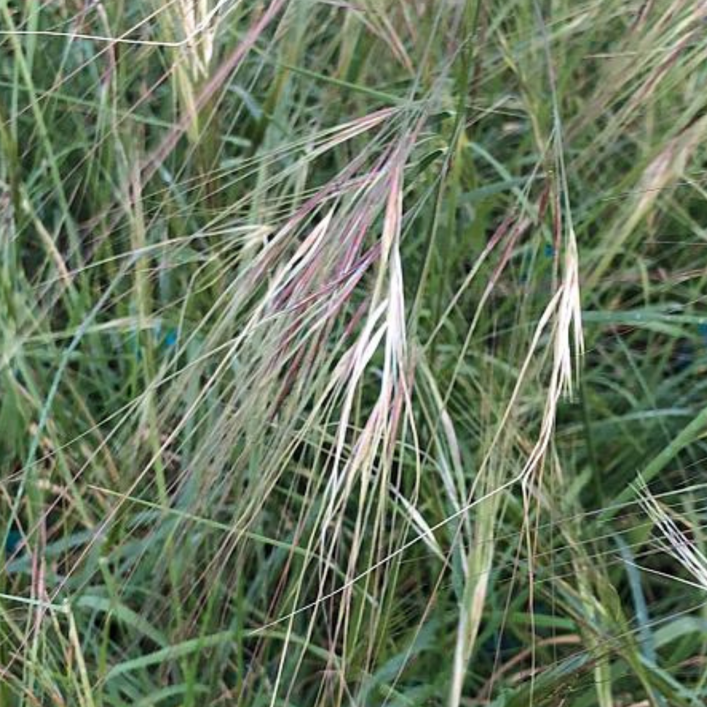 Purple Needlegrass