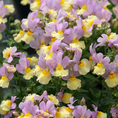 Pink Lemonade Fairy Kisses Nemesia