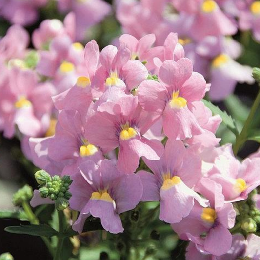Karoo Pink Nemesia
