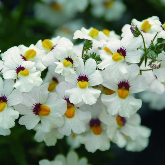 Babycake Little Coconut Nemesia