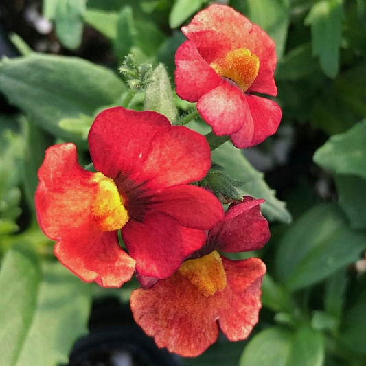 Orange Nessie Plus Nemesia