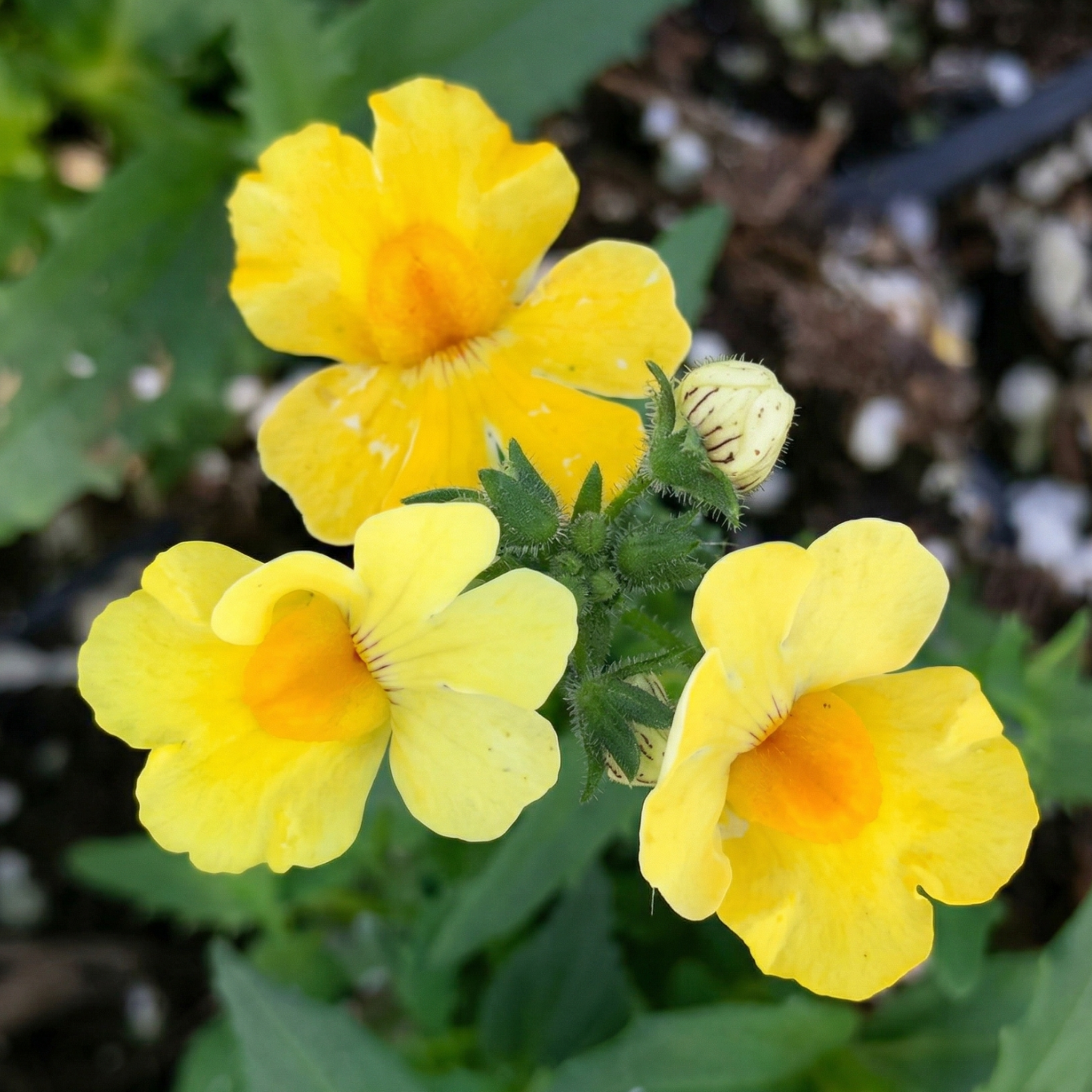Yellow Nessie Plus Nemesia