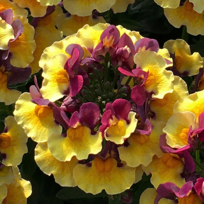 Rhubarb & Custard Aroma Nemesia