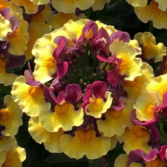 Rhubarb & Custard Aroma Nemesia