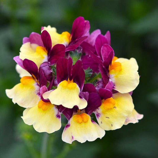 Raspberry Lemonade Escential Nemesia