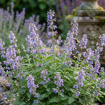 Blue Wonder Catmint