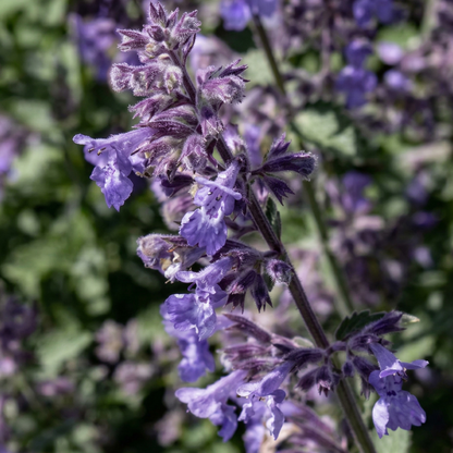 Six Hills Giant Catmint